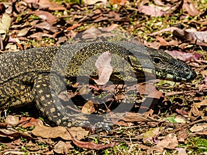 Lace Monitor