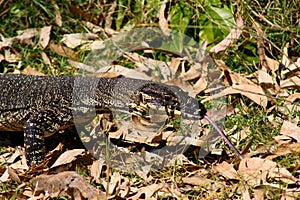 Lace Monitor or Goanna photo