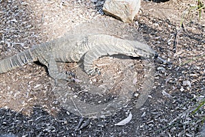 The lace monitor or goanna grows up to two metres long