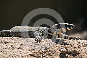 Lace monitor or lace goanna