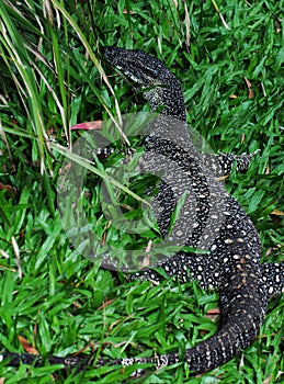 Lace Monitor (Lace Goanna) (Varanus varius) Lizard