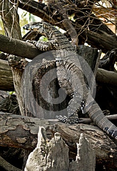 A lace monitor lizard