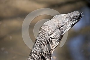 Lace monitor lizard