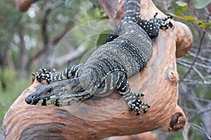 Lace Monitor lizard