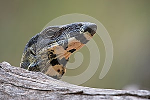 Lace monitor lizard on log
