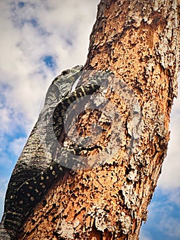 Lace monitor lizard on the side of a tree trunk