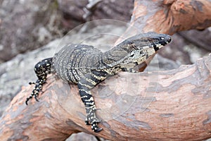 Lace Monitor lizard