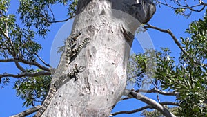 lace monitor lizard in tree at wyrrabalong national park in nsw, australia