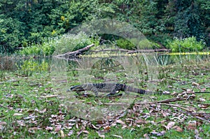 Lace monitor lizard walking in the wild. Australian animals