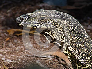 Lace monitor - tree goanna - Varanus varius face