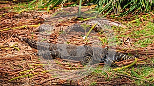 Lace monitor (Varanus varius) Australian large lizard lies on the ground, animal in the wild on a summer sunny day