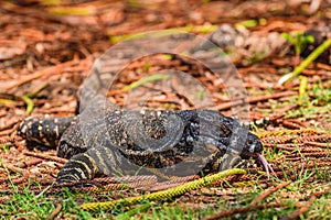 Lace monitor (Varanus varius) Australian large lizard lies on the ground, animal in the wild on a summer sunny day
