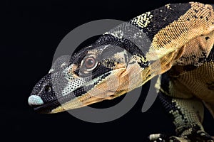 Lace monitor Varanus varius Bell`s fase