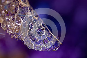 Lace wings - abstract purple blue background with water drops