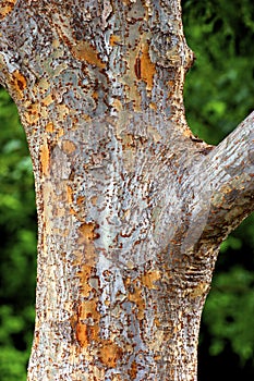 Lacebark Elm Bark  600567