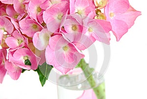 Lacecap Hydrangea photo
