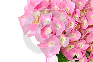 Lacecap Hydrangea photo