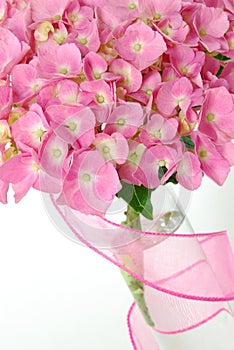 Lacecap Hydrangea photo