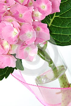 Lacecap Hydrangea photo