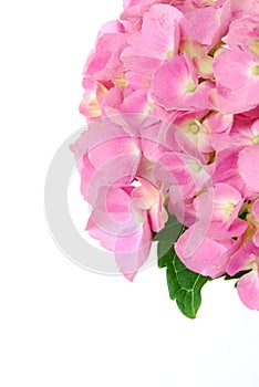 Lacecap Hydrangea photo