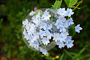 Lacecap hydrangea