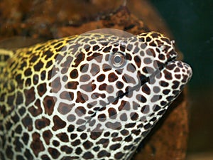Laced moray