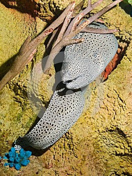 Laced moray