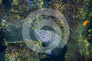 Laced moray, also known as the leopard moray