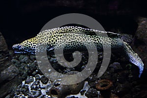 Laced moray