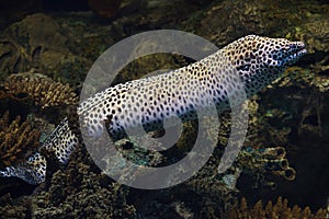 Laced moray Gymnothorax favagineus