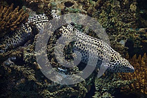 Laced moray Gymnothorax favagineus