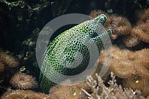 Laced moray Gymnothorax favagineus