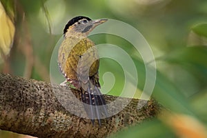 Laced Woodpecker - Picus vittatus species of bird in the family Picidae, throughout Southeast Asia in Cambodia, China, Indonesia,