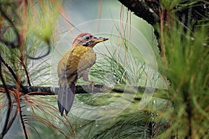 Laced Woodpecker - Picus vittatus species of bird in the family Picidae, throughout Southeast Asia in Cambodia, China, Indonesia,