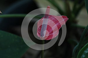 Laceleaf Anthurium flower