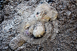 Lacerated and abandoned teddy bear