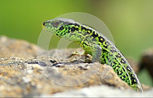 Lacerta agilis