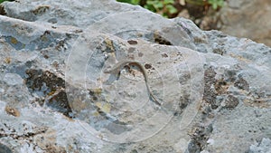 Lacerta agilis lizard detail in Dalmatia