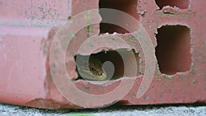 Lacerta agilis lizard peeking from the hole