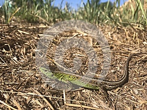 Lacerta agilis