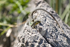 Lacerta agilis or sand lizard on a rock