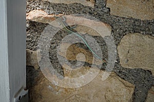 Lacerta oerzeni crawling along a stone wall in Pefki. Pefki, Rhodes Island, Greece