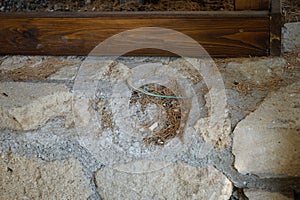 Lacerta oerzeni crawling along a stone wall in Pefki. Pefki, Rhodes Island, Greece