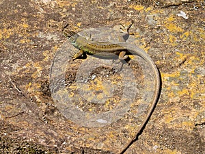 lacerta schreiberi, schreiberâ€™s green lizard, iberian emerald lizard