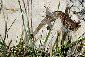 Lacerta trilineata juvenil,detail photo photo