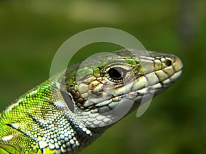 Lacerta viridis