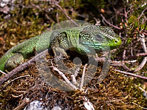 Lacerta viridis on moss