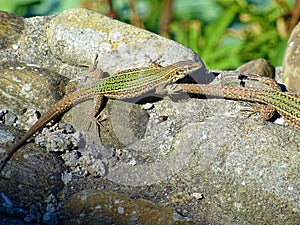 Lacertidae Podarcis hispanicus lizard over rock
