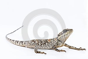 Lacertilia Sauria on white background