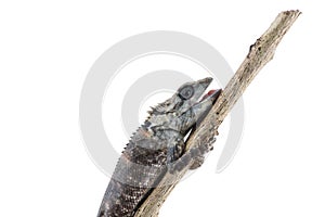 Lacertilia Sauria on white background